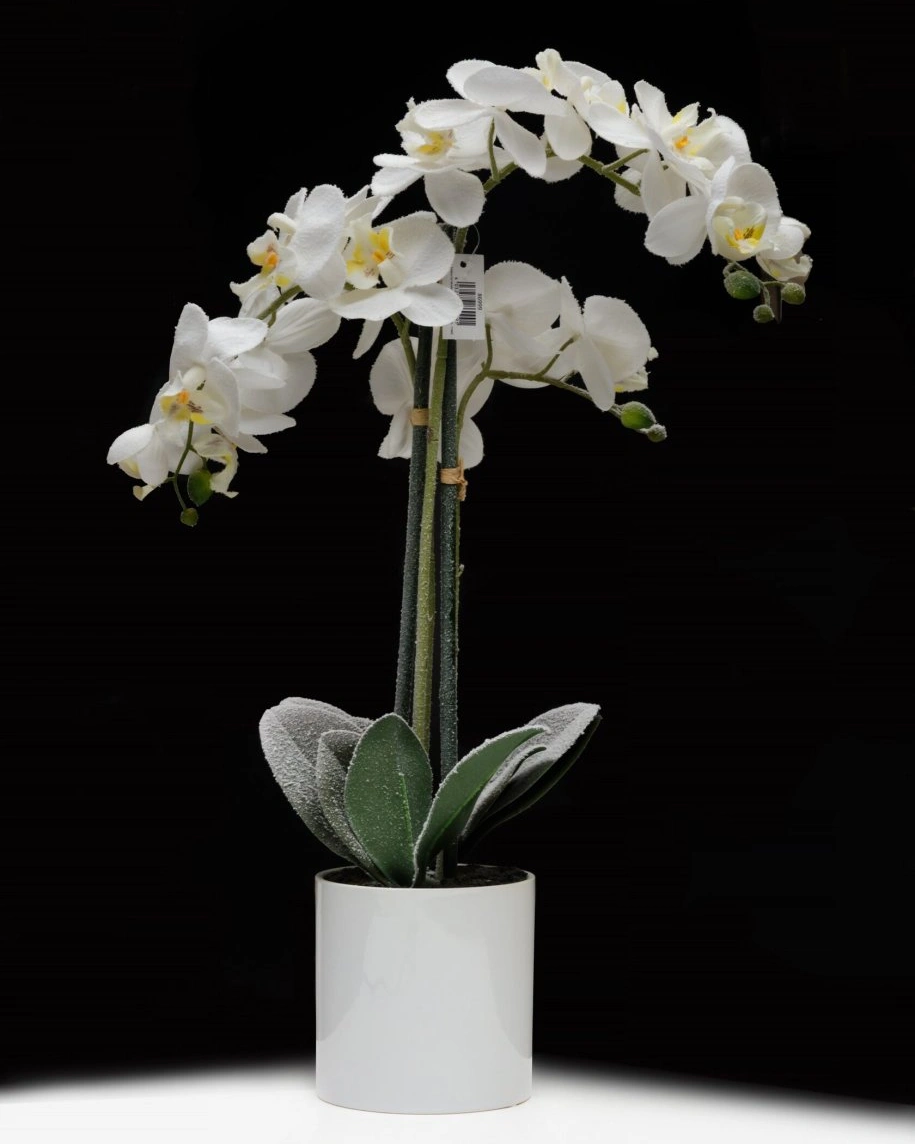 ORCHID 3 Орхидея заснеженная 3 ветки в керамическом кашпо выс 58 см