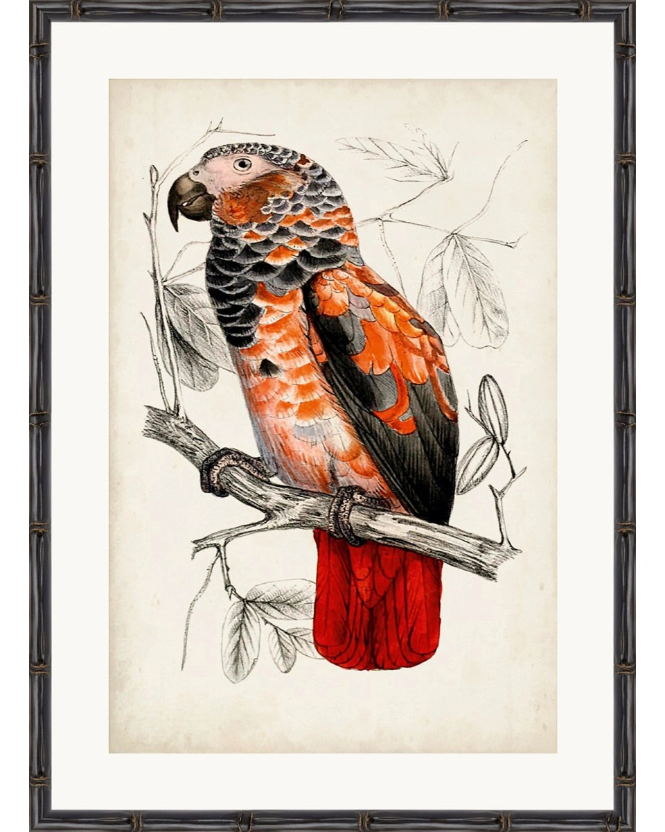 ARCHIVE:ANTIQUE PARROTПостер 50х70