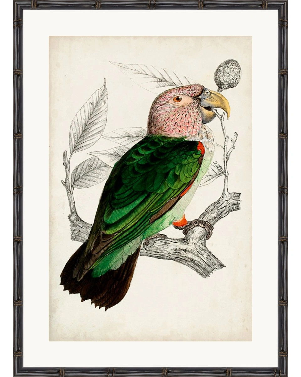 ARCHIVE:ANTIQUE PARROTПостер 50х70