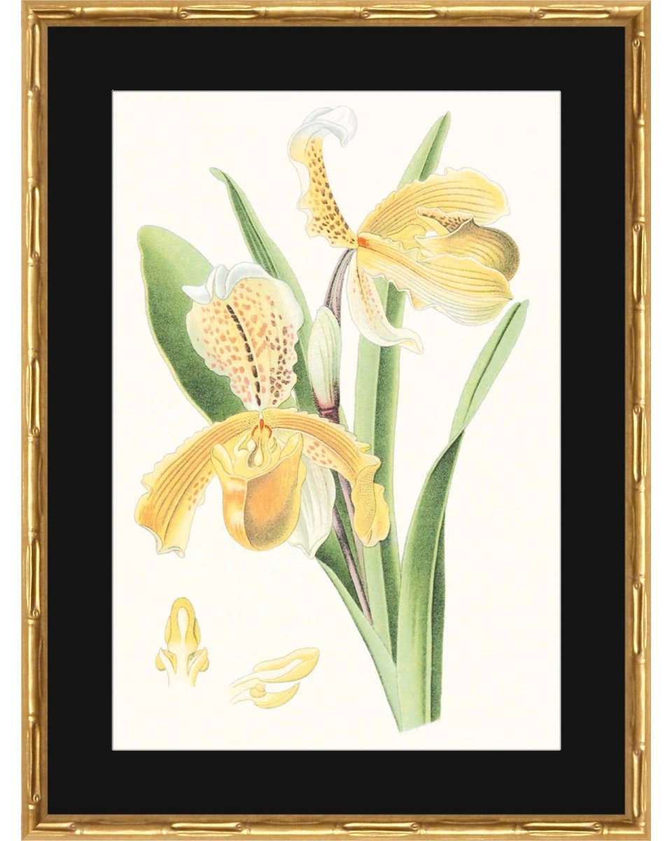 VISION STUDIO:ORCHIDSПостер 44х60
