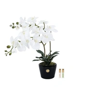 Букет Orchid белые орхидеи, 2 спрея по 5 мл