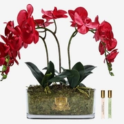 OVAL Orchid redБукет красные орхидеи, 2 спрея по 10 мл