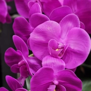 OVAL Orchid purpleБукет розовые орхидеи, 2 спрея по 10 мл