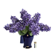 Букет гортензий Cote Noire Indigo hydrangeas Amethyst/Indigo, 2 спрея по 10 мл