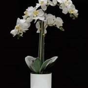 ORCHID 3 Орхидея заснеженная 3 ветки в керамическом кашпо выс 58 см
