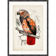 ARCHIVE:ANTIQUE PARROTПостер 50х70