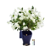 Букет буганвилла Cote Noire Imperial bougainvillea Ivory white/Indigo, 2 спрея по 10 мл