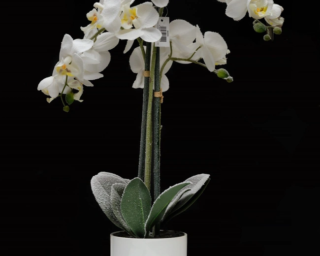ORCHID 3 Орхидея заснеженная 3 ветки в керамическом кашпо выс 58 см ORCHID 3 Орхидея заснеженная 3 ветки в керамическом кашпо выс 58 см