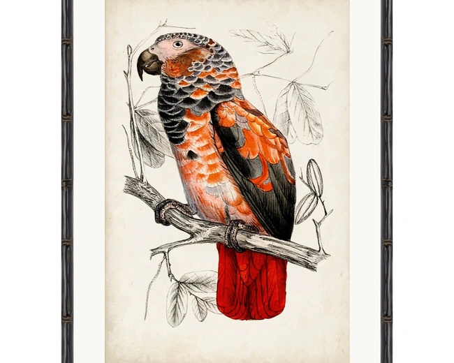 ARCHIVE:ANTIQUE PARROTПостер 50х70