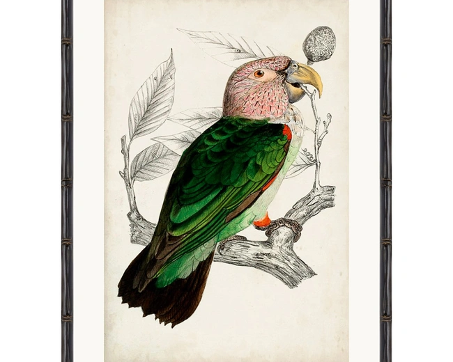 ARCHIVE:ANTIQUE PARROTПостер 50х70