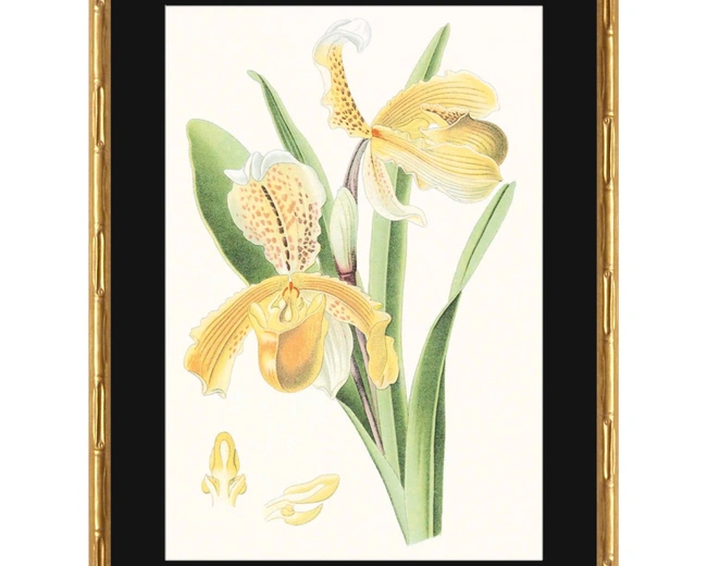VISION STUDIO:ORCHIDSПостер 44х60