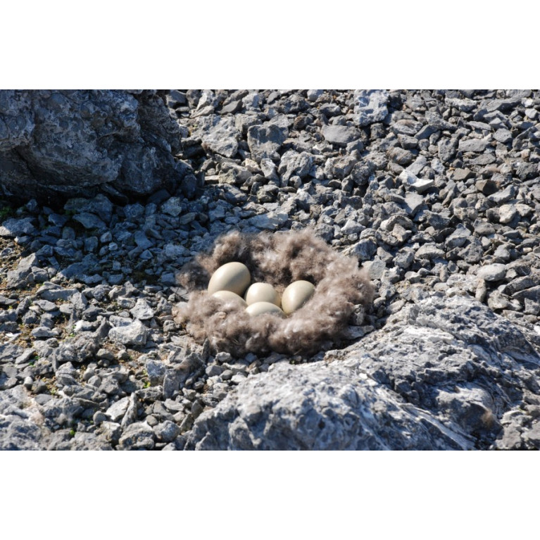 ОДЕЯЛО "ГАГА", (EIDERDOWN), 100% гагачий пух, легкое, Brinkhaus, Германия вид 5