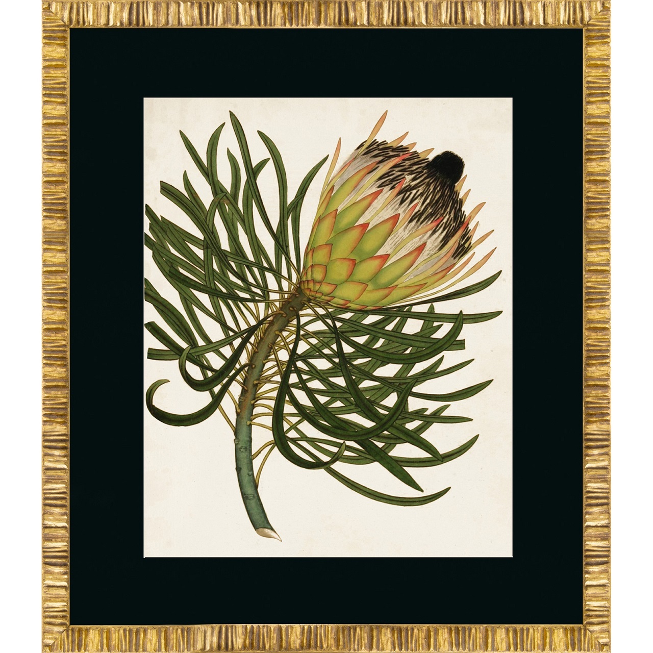 ANTIQUE PROTEAПостер 50х60