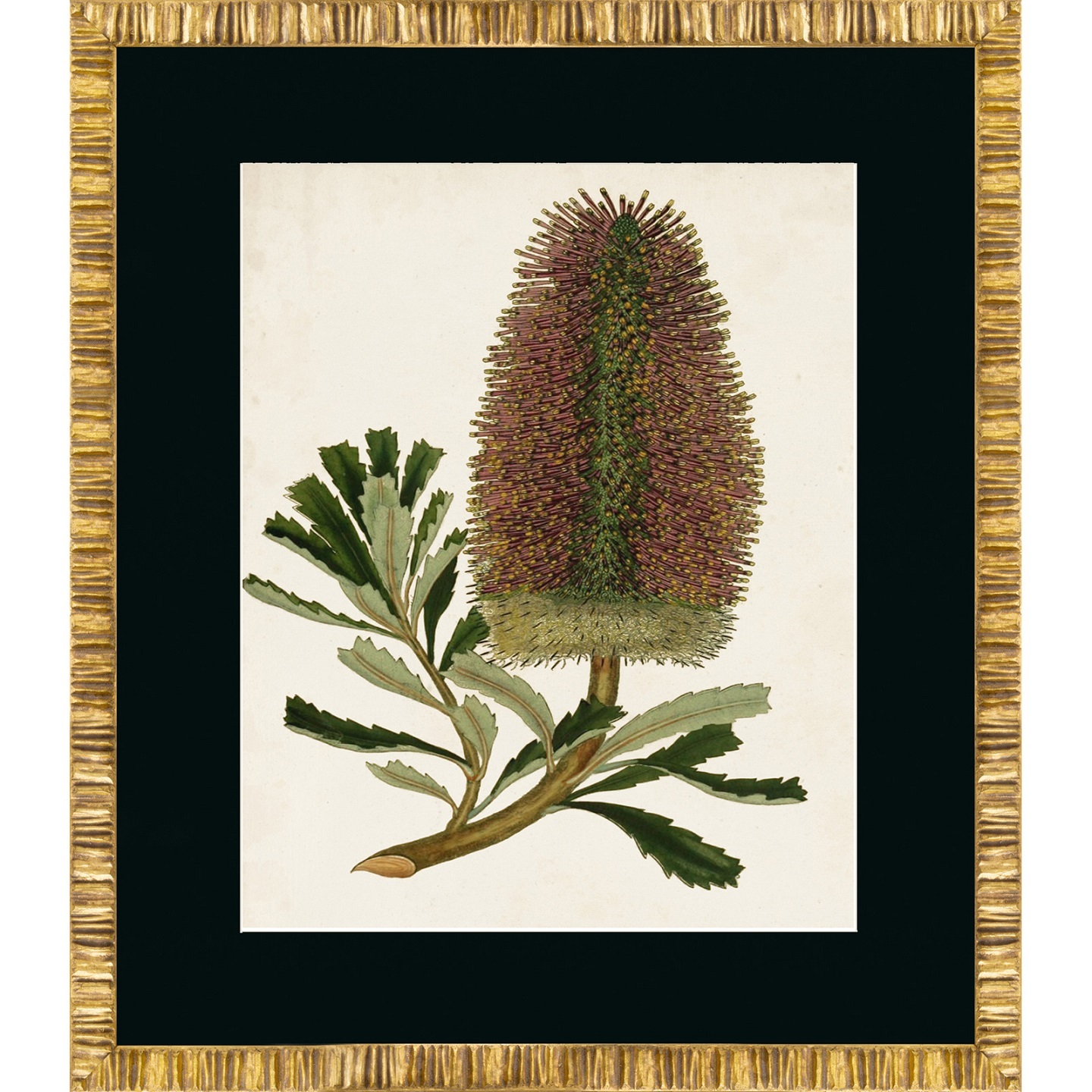 ANTIQUE PROTEAПостер 50х60