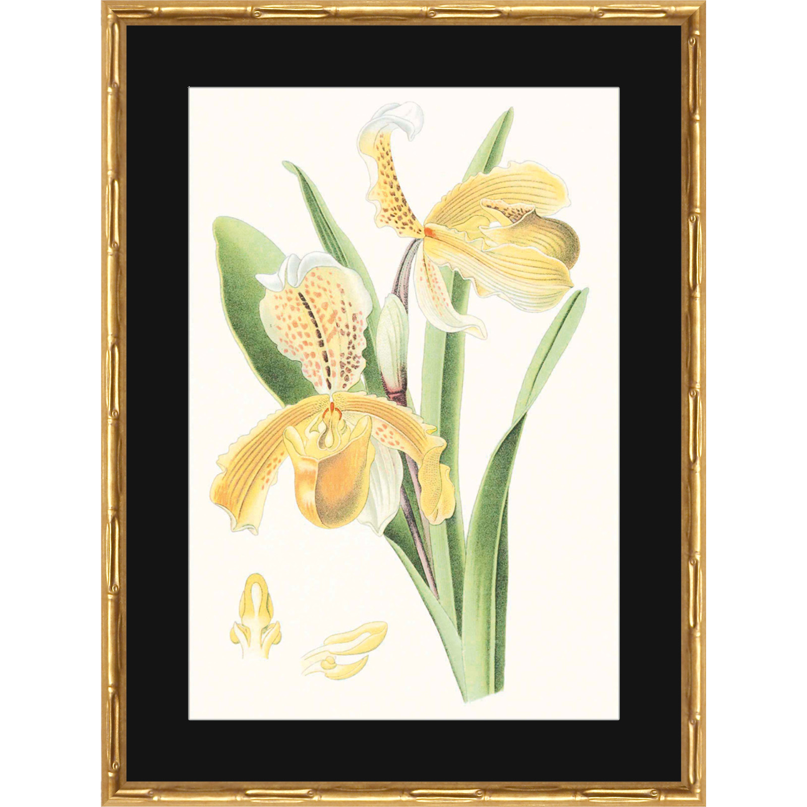 VISION STUDIO:ORCHIDSПостер 44х60